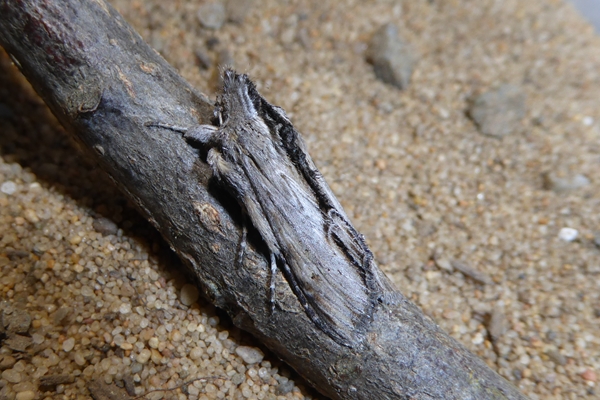 Cucullia (Shargacucullia) scrophulariphaga, Noctuidae